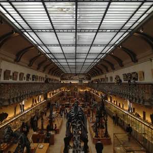 #french #natural #history #museum #paris #dinosaur